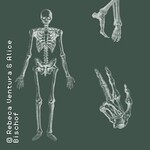 Anatomie für KünstlerInnen